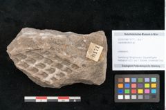 Foto (Objekt + Etikett) von Lepidodendron sp.  (NHMW-GEO-2024-0188-11171)